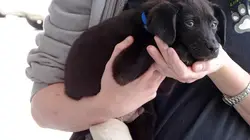 Dr Jeff : super véto Remettre sur pattes