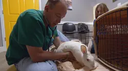 Dr Jeff : super véto