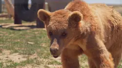 Dr Jeff : super véto Premiers pas