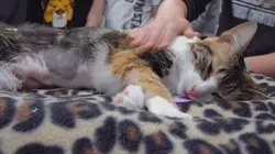 Dr Jeff : super véto Ménager la chevre