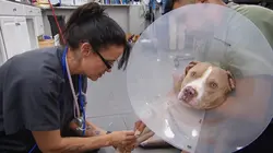 Dr Jeff : super véto Pitbull contre sonnette