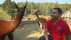 Dr Jeff : super véto Esprit belliqueux