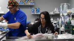 Dr Jeff : super véto Ultime espoir