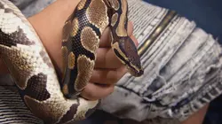 Dr Jeff : super véto Vivre avec les loups