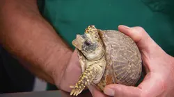 Dr Jeff : super véto Brave petit chien