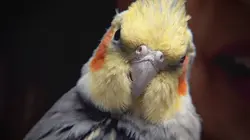 Dr Jeff : super véto Autant en emporte le vent