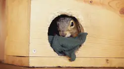 Dr Jeff : super véto Coup de chance