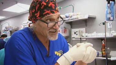 Histoire d'alligator