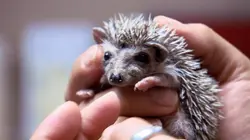 Dr Jeff : super véto