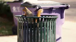 Dr Jeff : super véto