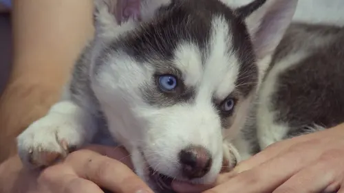 Dr Jeff : super véto Opération d'un chat