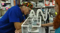 Dr Jeff : super véto Attention, chat méchant