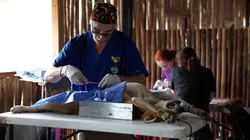 Dr Jeff : super véto Au-delà des frontières en streaming