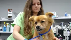 Dr Jeff : super véto Nouveau monde