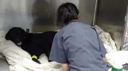 Dr Jeff : super véto A fond la caisse