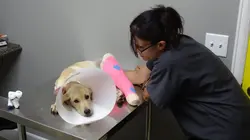 Dr Jeff : super véto