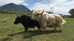 Dr Jeff : super véto Sur le fil