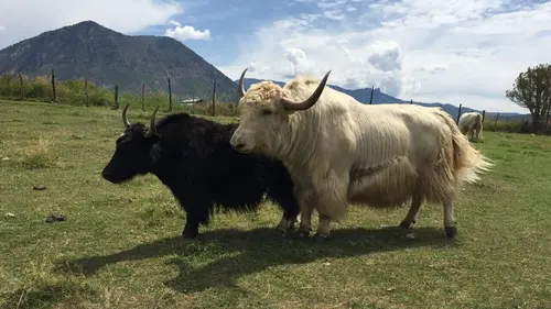 Dr Jeff : super véto Sur le fil