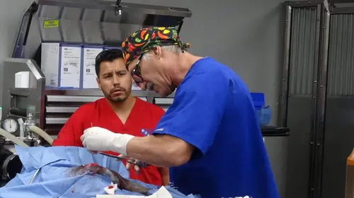 Dr Jeff : super véto À l'abri de l'orage