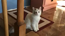 Dr Jeff : super véto Recoller les morceaux