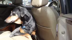 Dr Jeff : super véto Le chant du cacatoès