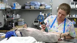 Dr Jeff : super véto Un petit miracle