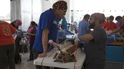 Dr Jeff : super véto Dans la jungle