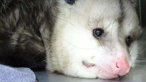 Dr Jeff : super véto Le chien qui a conquis Jeff