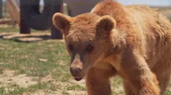 Dr Jeff : super véto Premiers pas