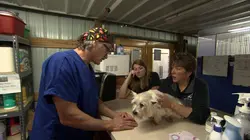 Dr Jeff : super véto Une opération à haut risque