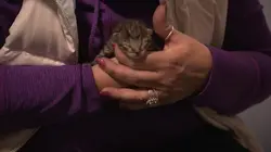 Dr Jeff : super véto De très petits patients