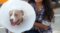 Dr Jeff : super véto Pitbull contre sonnette