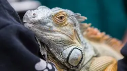 Dr Jeff : super véto De l'aide dans la rue