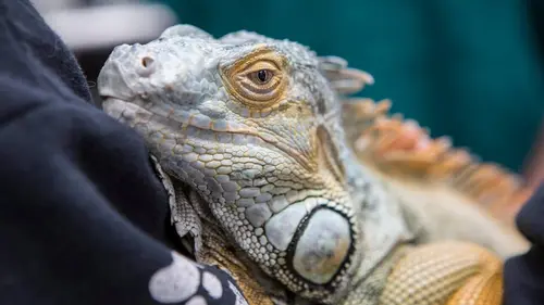 Dr Jeff : super véto De l'aide dans la rue