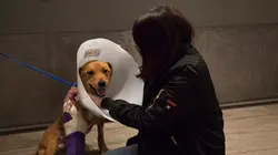 Dr Jeff : super véto Sauvez Bear