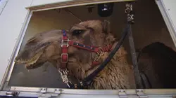 Dr Jeff : super véto Joyeux couple de chameaux