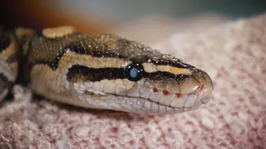 Le yack le plus mignon du Colorado