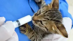 Dr. Kwane, vétérinaire urbain Shay & Shilo