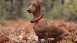 Dr. Kwane, vétérinaire urbain Mike & Crazy Girl