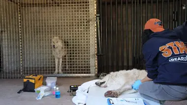 Toundra, dents et talons