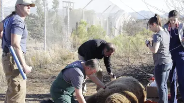 Être un ours mal léché