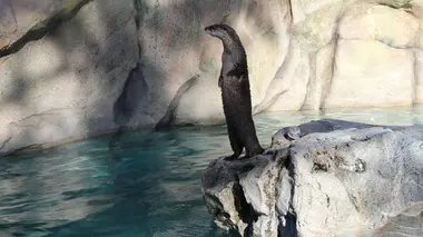 Loutre avisée
