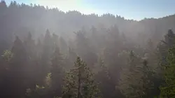 Dr Pic Noir : urgences des bois