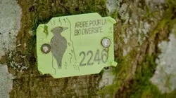 Dr Pic Noir : urgences des bois