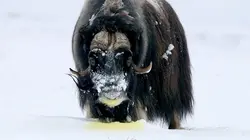 Drôle de nature Top 5 des animaux les plus odorants