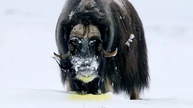 Top 5 des animaux les plus odorants