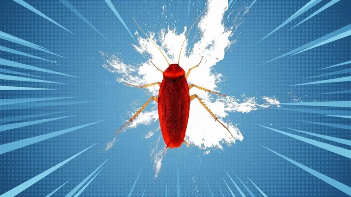 Drôle de nature Cafard sans tête