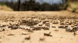 Drôle de nature Fête de criquets