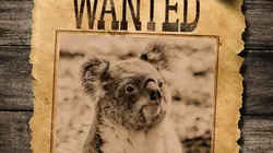 Drôle de nature Empreintes de Koalas