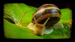 Drôle de nature Escargots disco